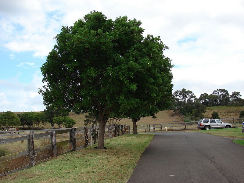 File:1024px-Starr 060928-0498 Tabebuia rosea.jpg