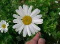 Thumbnail for version as of 09:17, 29 April 2025