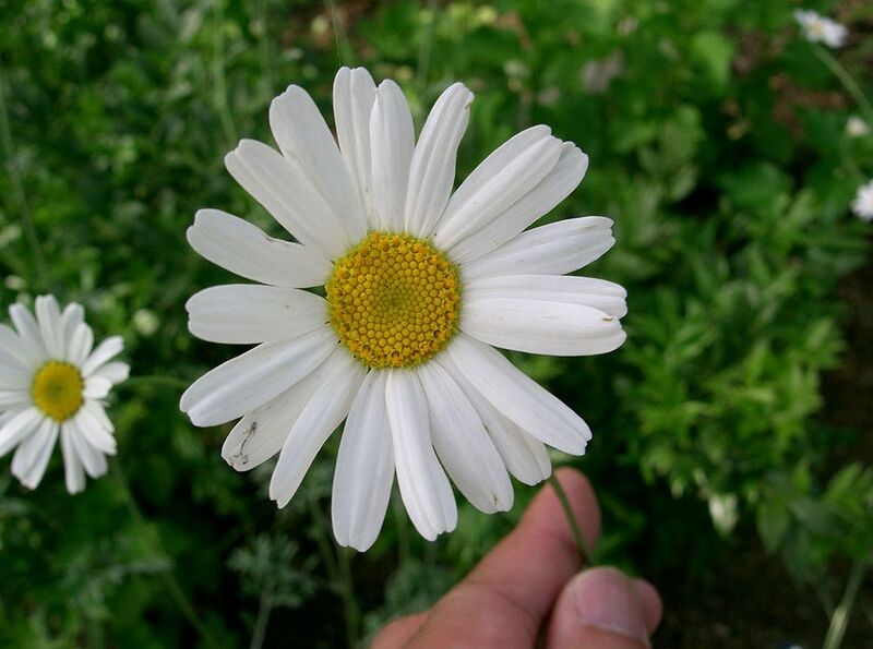 File:1024px-Tanacetum cinerariifolium1.jpg