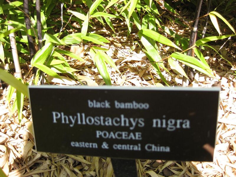 File:1280px-IMG 0425 nybg09.jpg