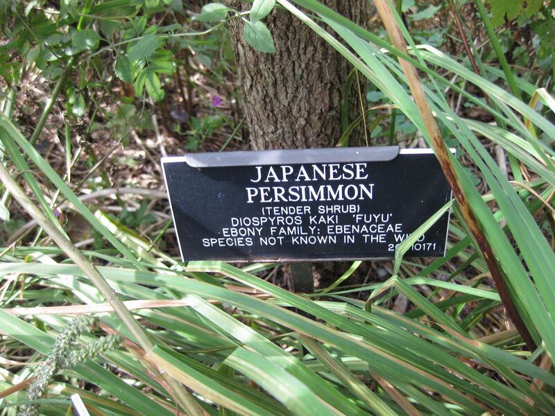 File:1280px-IMG 0839 bbg09.jpg