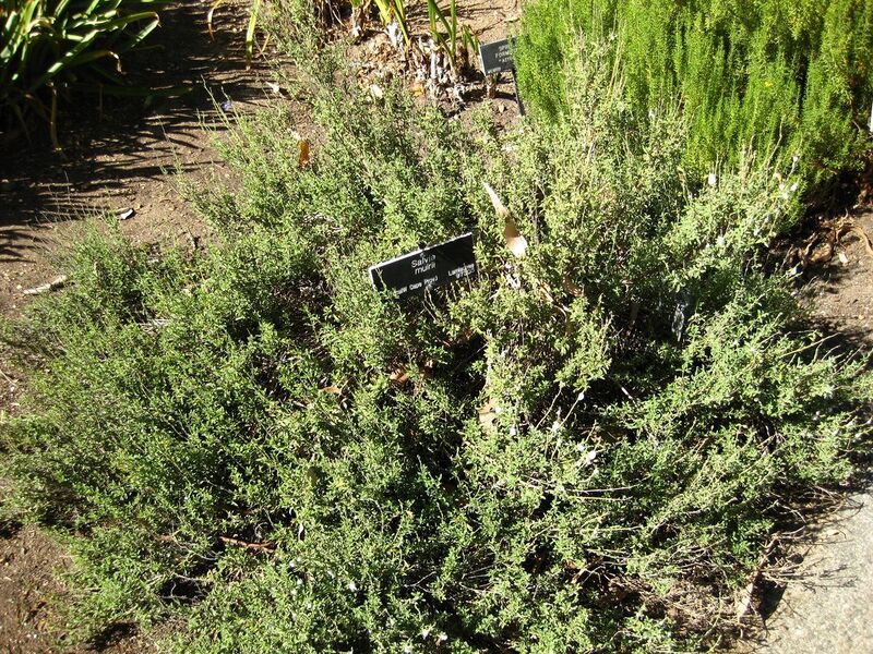 File:1280px-IMG 2077 hunt09oct.jpg