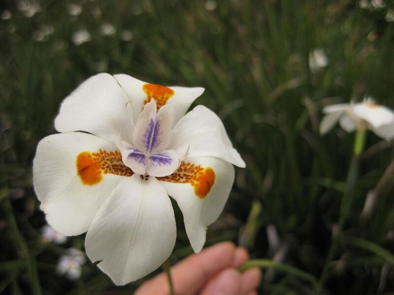 File:1280px-IMG 6825 hunt09jun.jpg