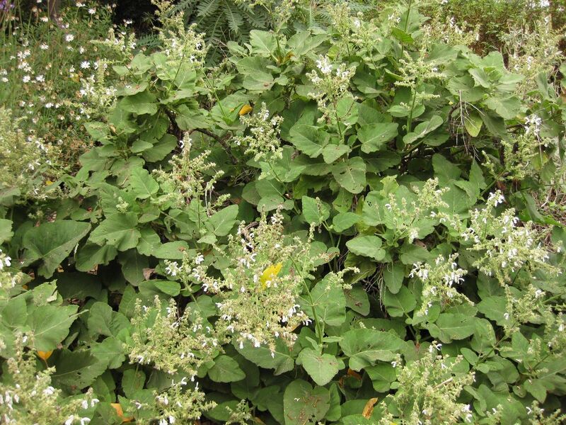 File:1280px-IMG 6941 hunt09jun.jpg