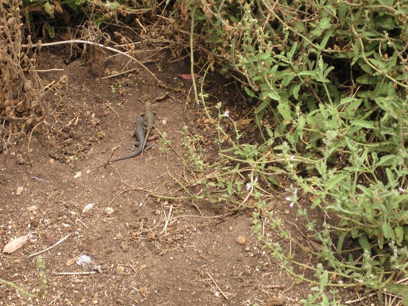 File:1280px-IMG 7156 hunt09jun.jpg