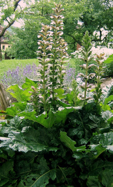 File:2007-06-26Acanthus07.jpg