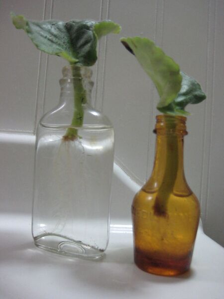 File:576px-African Violets Rooting-6113.jpg