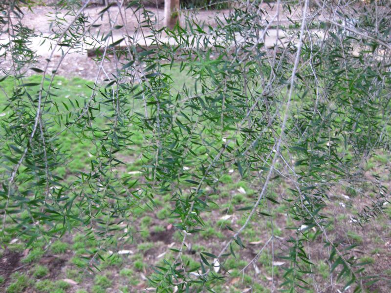 File:6ggztadc57gxrqsldrd4bhni9bxu709.jpg