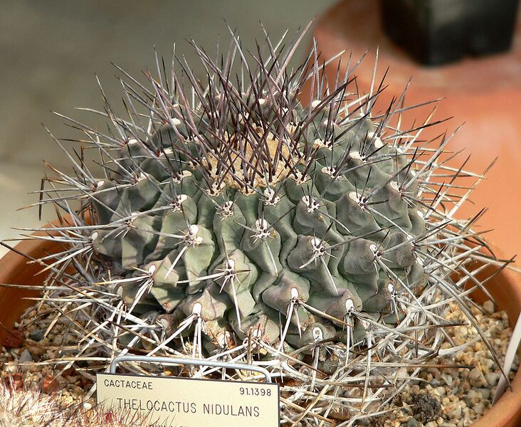 File:937px-Thelocactus rinconensis 2.jpg