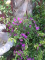 Climbing bougainvillea