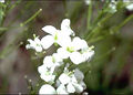Thumbnail for version as of 03:42, 3 May 2007