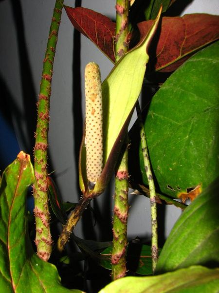 File:Cyrtosperma cuspidisphatum.jpg