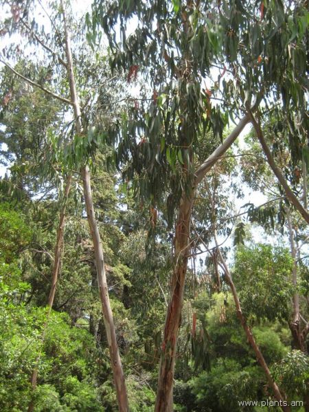 File:Eucalyptus-st. johnii-IMG 3041 lokrun.jpg