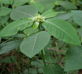 near Talakona forest, in Chittoor District of Andhra Pradesh, India.