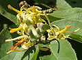 Grewia flavescens flowers