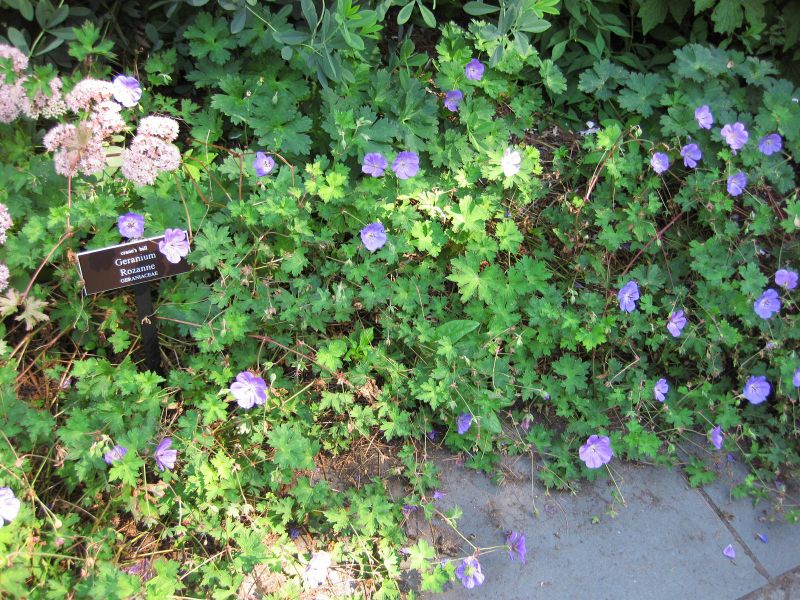 File:IMG 0196 nybg09.jpg