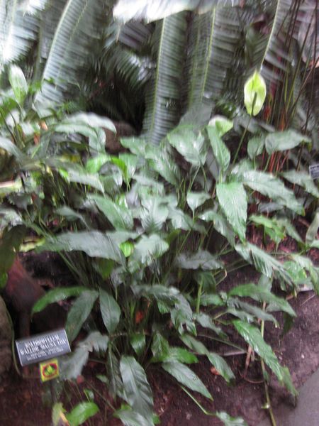 File:IMG 1052 bbg09.jpg