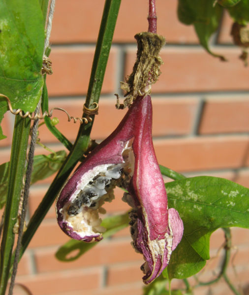 File:Passiflora capsularis fruit open.jpg