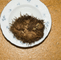 Thumbnail for version as of 09:39, 29 April 2025