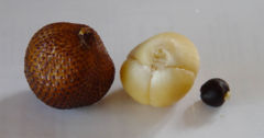 Salak fruit