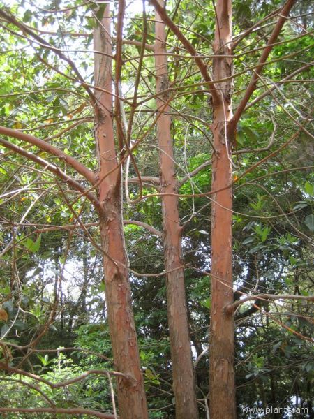 File:Tristania conferta-IMG 3073 lokrun.jpg