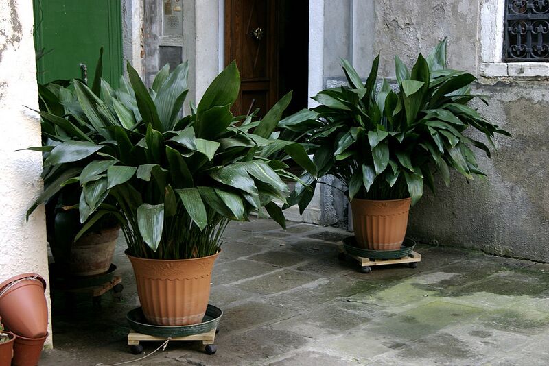 File:1024px-Aspidistra elatior - 01.jpg