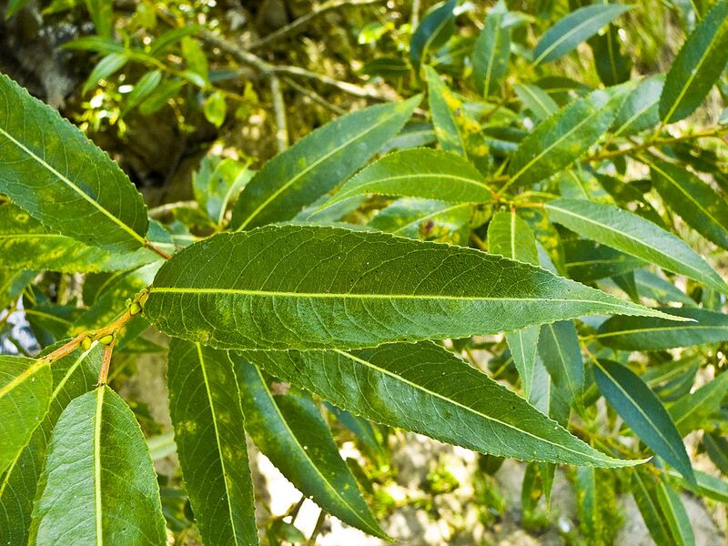 File:1024px-Salix fragilis 001.jpg