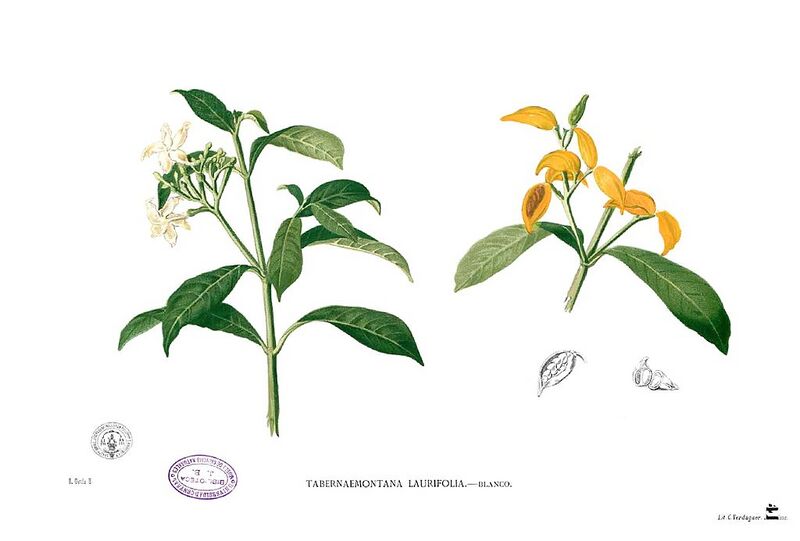 File:1024px-Tabernaemontana pandacaqui Blanco1.41.jpg