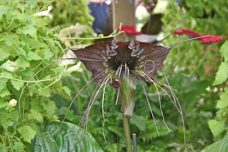 File:1024px-Tacca Chantrieri.jpg