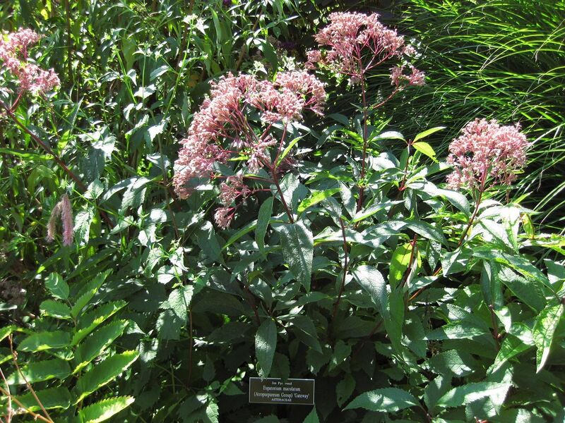 File:1280px-IMG 0229 nybg09.jpg