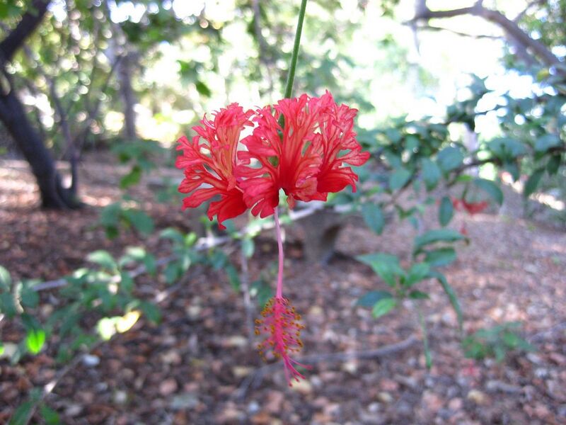 File:1280px-IMG 2625 ucla09.jpg