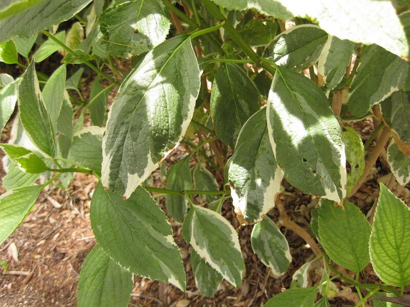 File:1280px-IMG 7279 hunt09jun.jpg