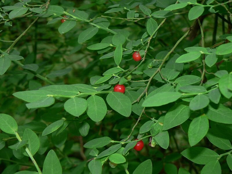 File:1280px-Vaccinium parvifolium 14911.JPG