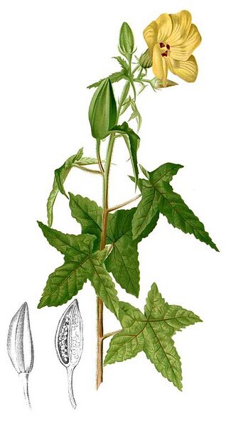 File:407px-Abelmoschus moschatus Blanco2.245-cropped.jpg