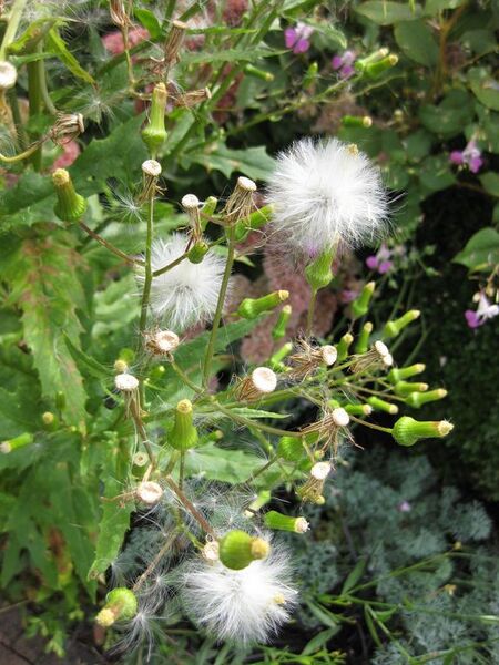 File:576px-IMG 0866 bbg09.jpg