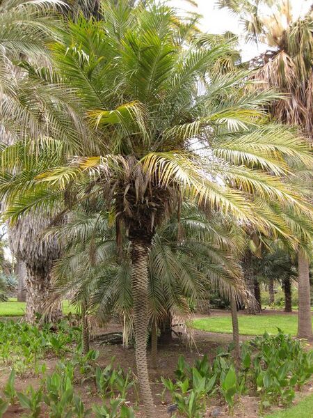 File:576px-IMG 3984 hunt0904.jpg