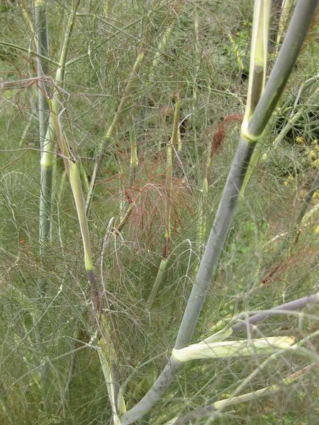 File:576px-IMG 6912 hunt09jun.jpg