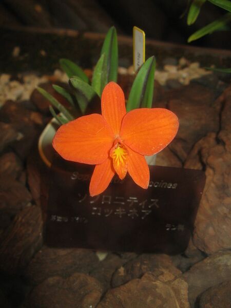 File:576px-Sophronitis coccinea1.jpg