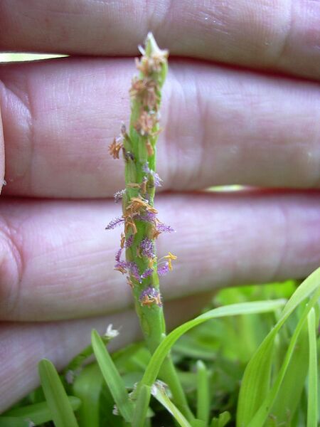 File:576px-Starr 030612-0090 Stenotaphrum secundatum.jpg