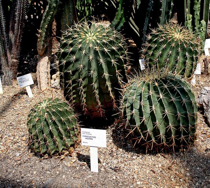 File:858px-Ferocactus histrix 2.jpg