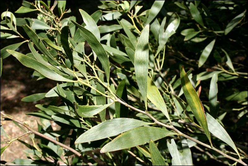 File:Acacia melanoxylon d.jpg