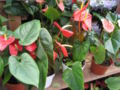 Anthurium