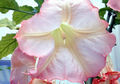 Thumbnail for version as of 04:40, 25 May 2007