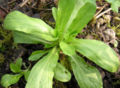 Thumbnail for version as of 05:10, 2 July 2007