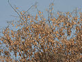 Dalbergia lanceolaria‎: Dried Pods in Kolkata, West Bengal, India.
