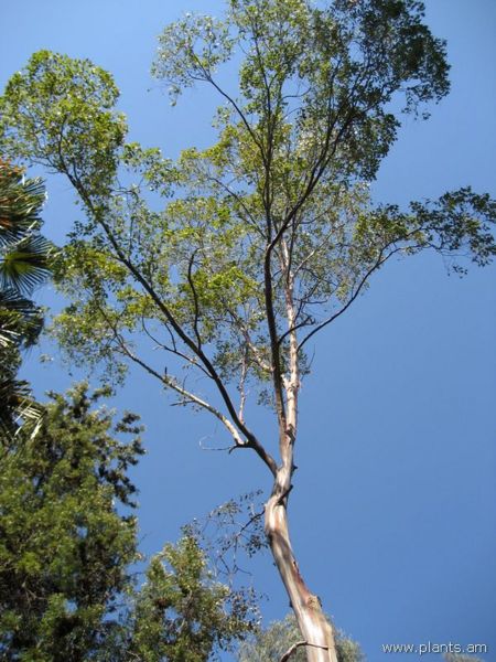 File:Eucalyptus deglupta-mindinao gum-IMG 0686 hunt07.jpg