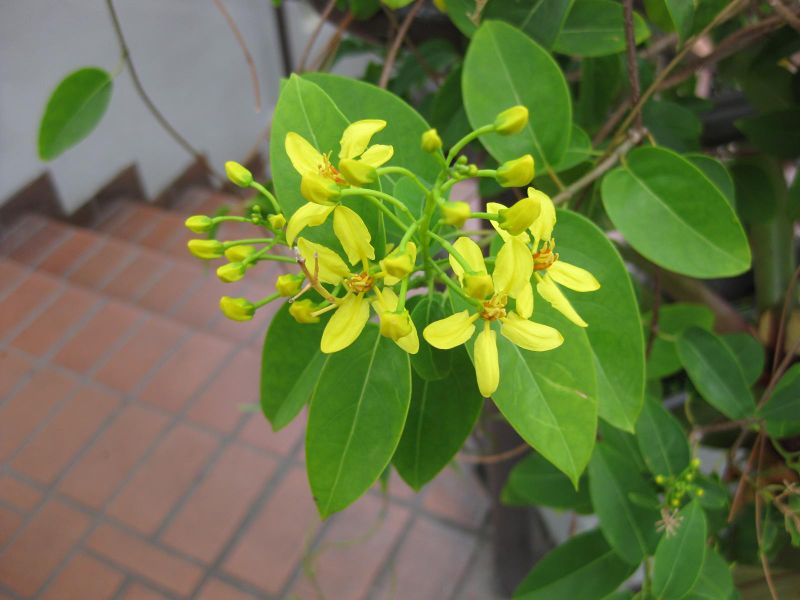 File:IMG 0878 bbg09.jpg