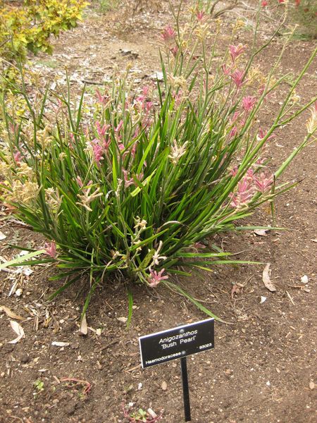 File:IMG 7184 hunt09jun.jpg