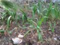 iris seed pod