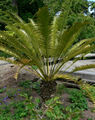 Thumbnail for version as of 11:47, 21 October 2007